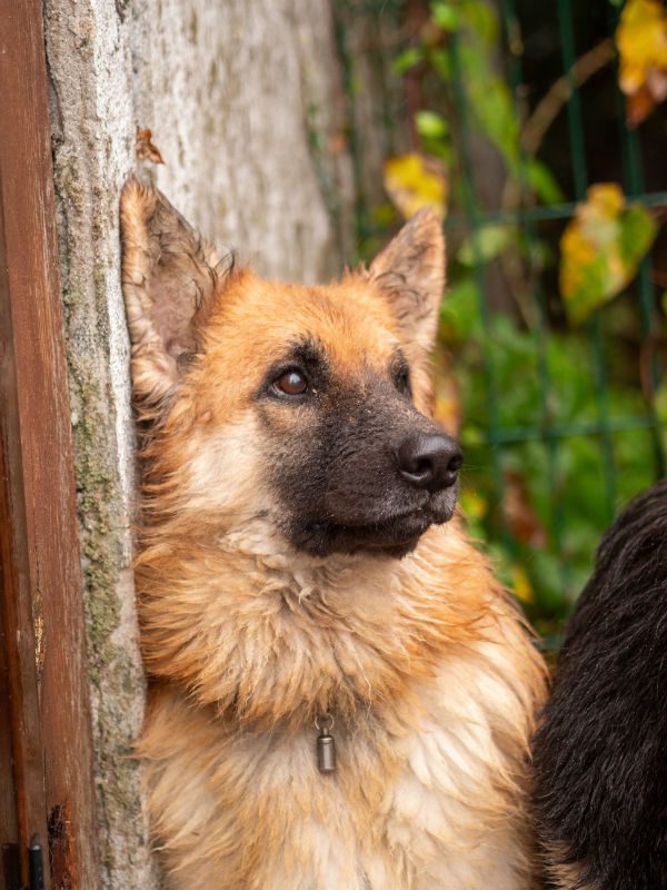 Thunder Oct 2025 (2)