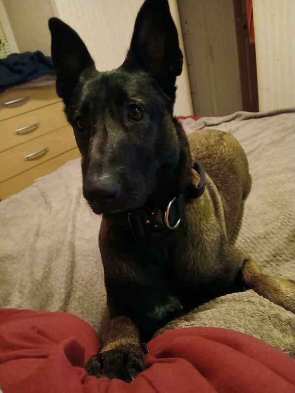 Zena (3)