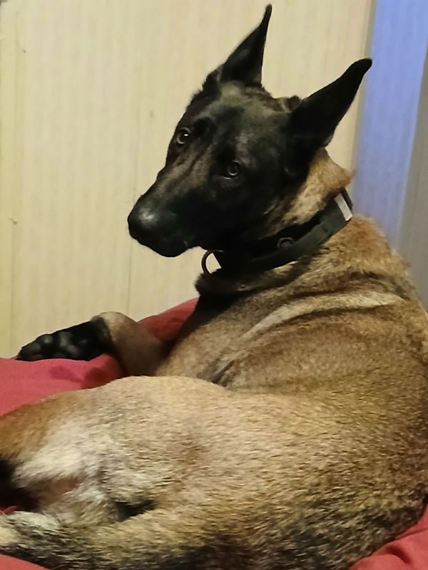 Zena (4)