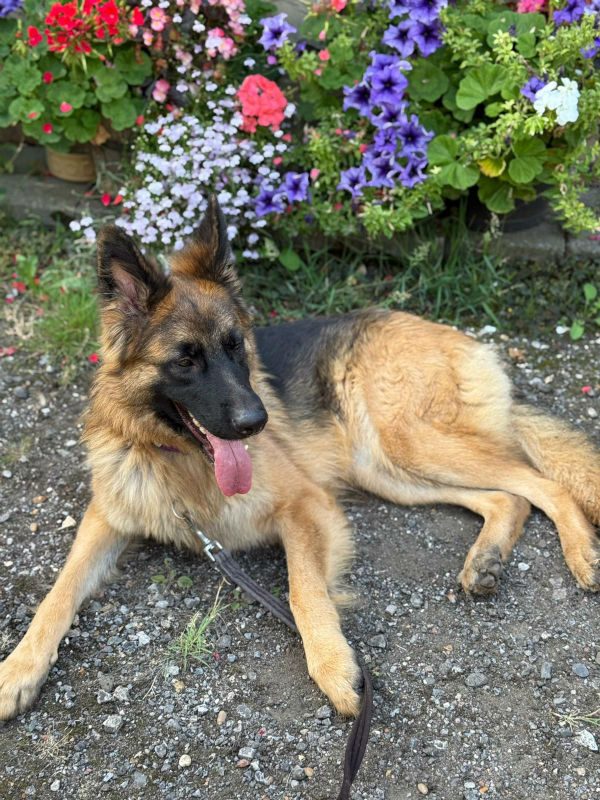 Leyla (3)