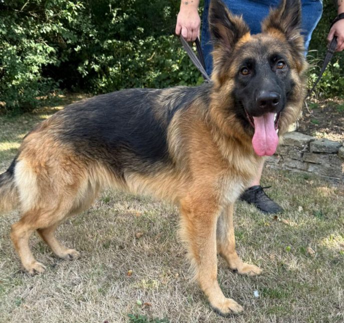Leyla (9)
