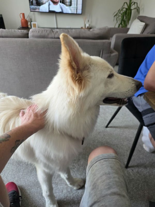 Rocco (1)