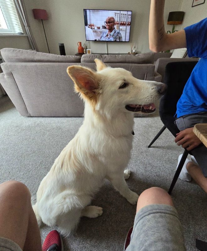 Rocco (3)