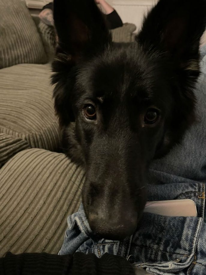 Sadie (3)
