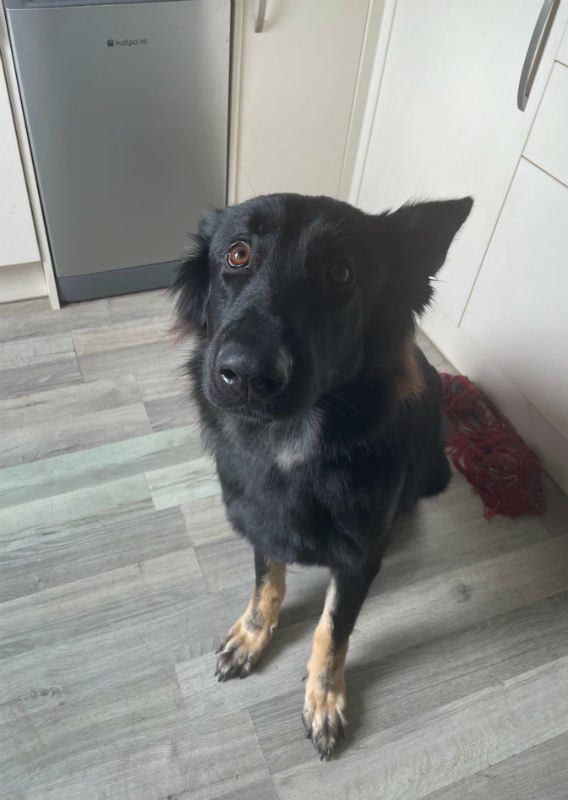 Sadie (5)