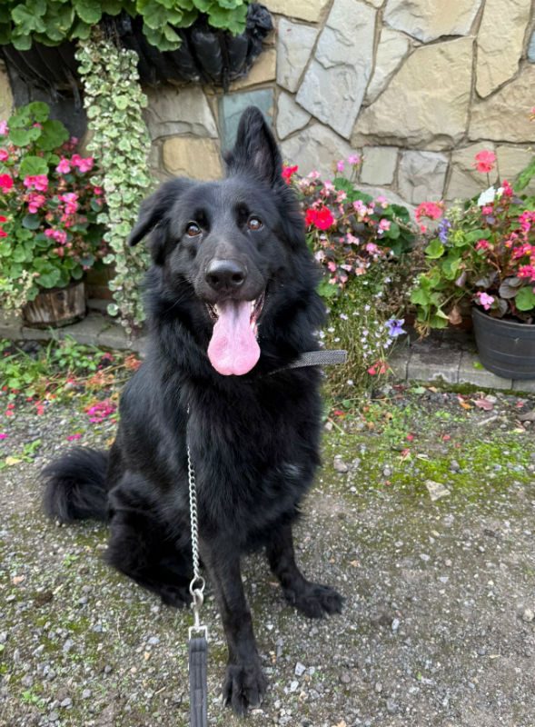 Jasper (4)