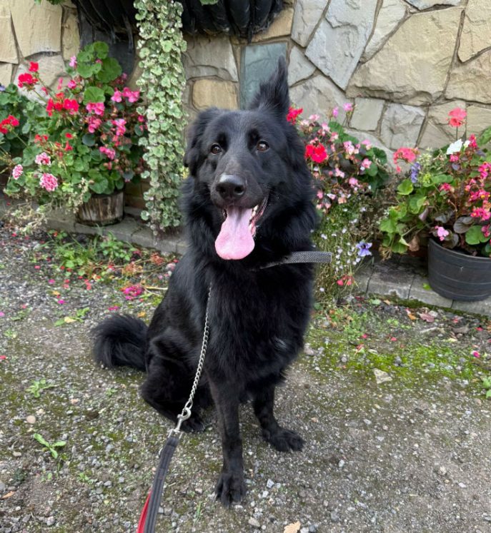 Jasper (9)