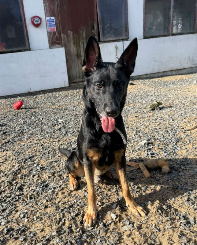 Opie (5)