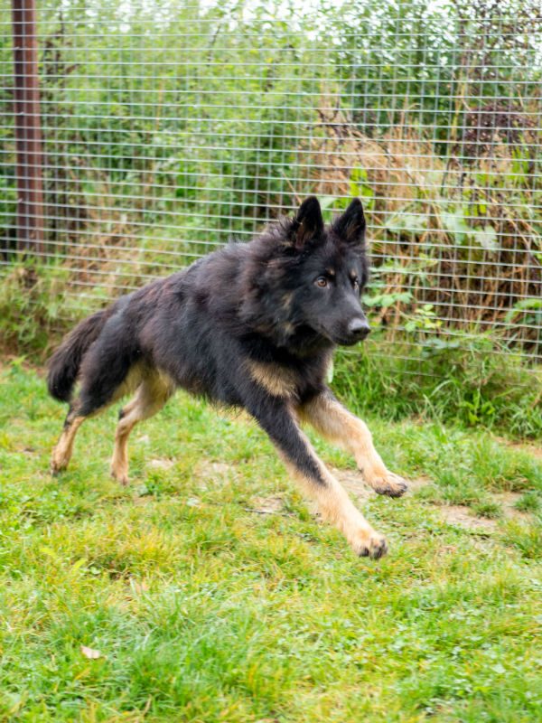 Shep Sept 2025 (1)