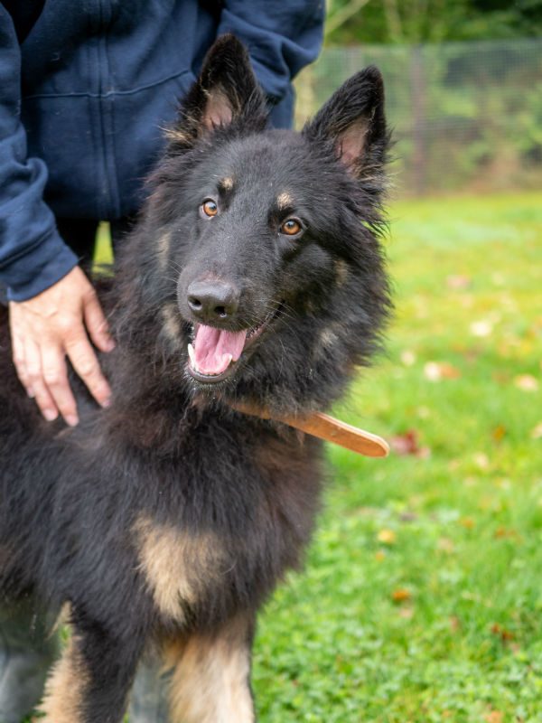 Shep Sept 2025 (2)