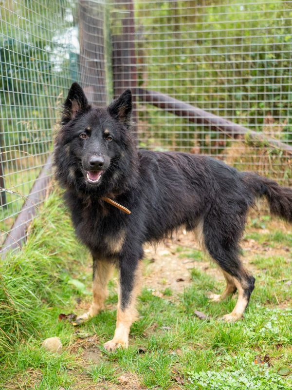 Shep Sept 2025 (3)