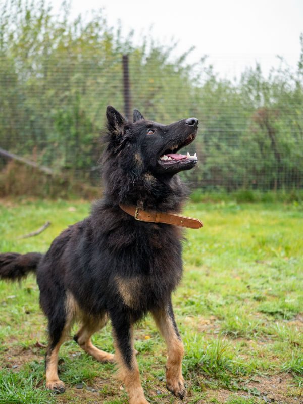 Shep Sept 2025 (4)