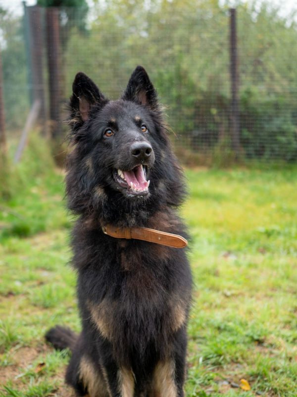 Shep Sept 2025 (6)
