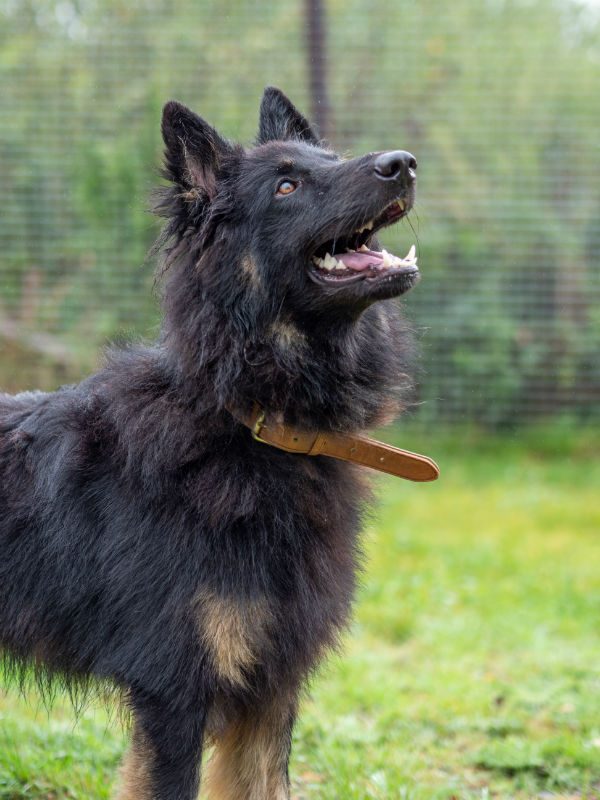 Shep Sept 2025 (7)