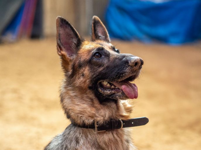 Piper (2)