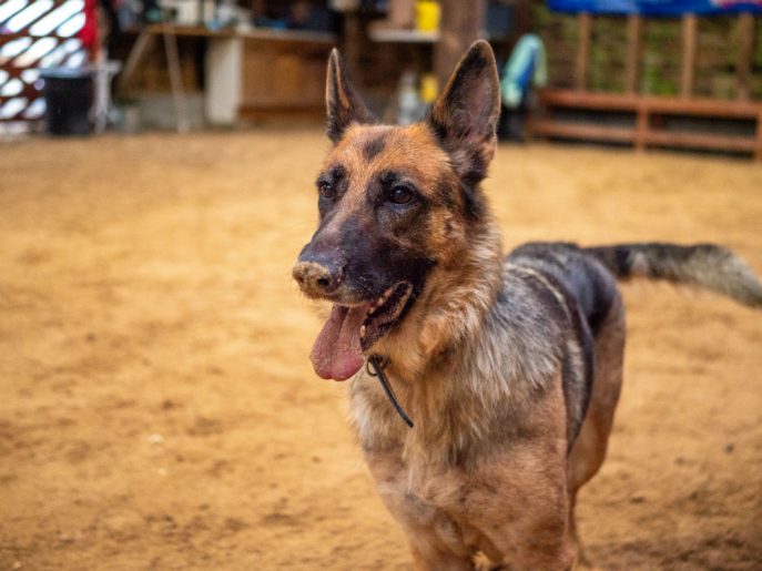 Piper (5)