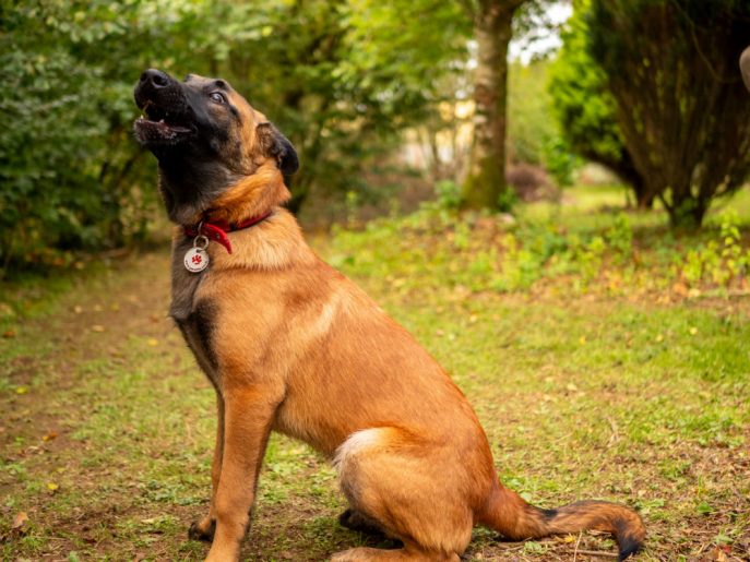 Zeb (4)