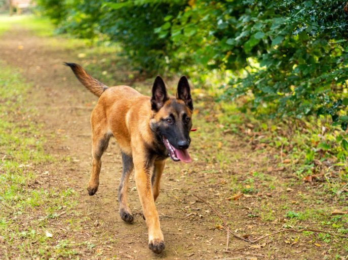 Zeb (9)