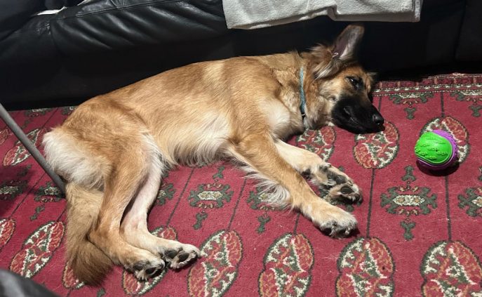 Thunder (4) Thunder (4)