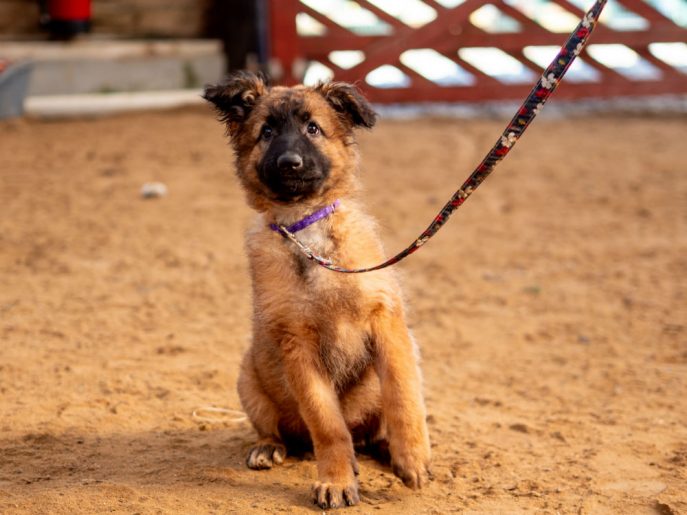 Blossom (10) Blossom (10)