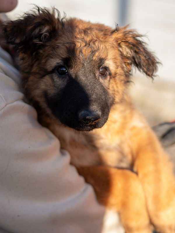 Blossom (11) Blossom (11)