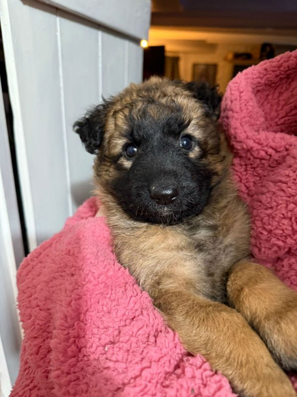 Blossom (2) Blossom (2)