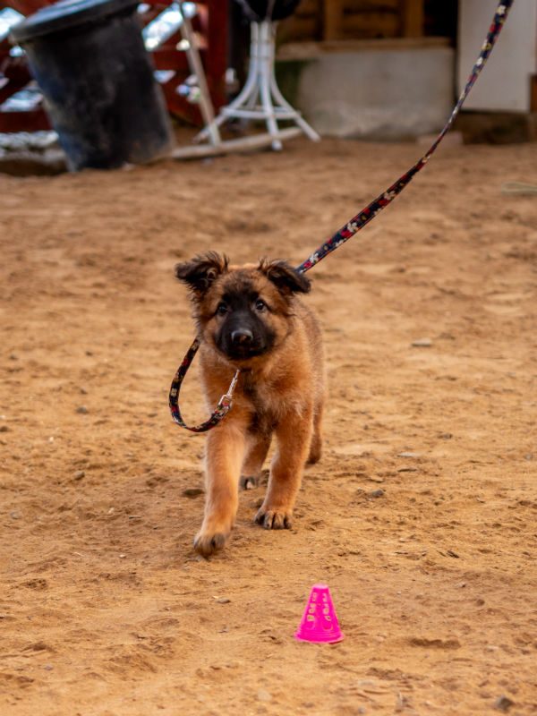 Blossom (4) Blossom (4)