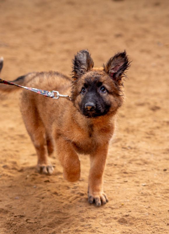 Blossom (5) Blossom (5)