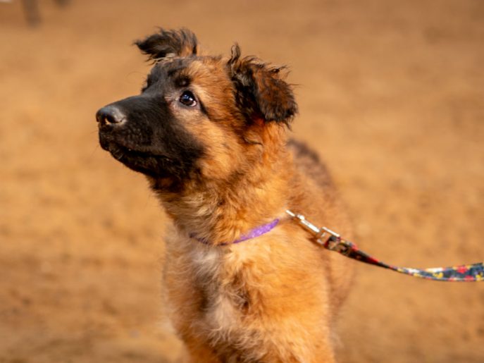 Blossom (8) Blossom (8)