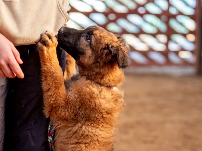 Blossom (9) Blossom (9)