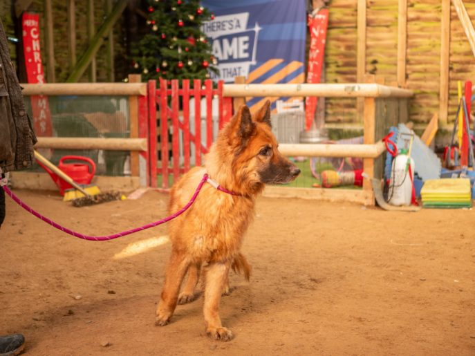 Darcey (1) Darcey (1)