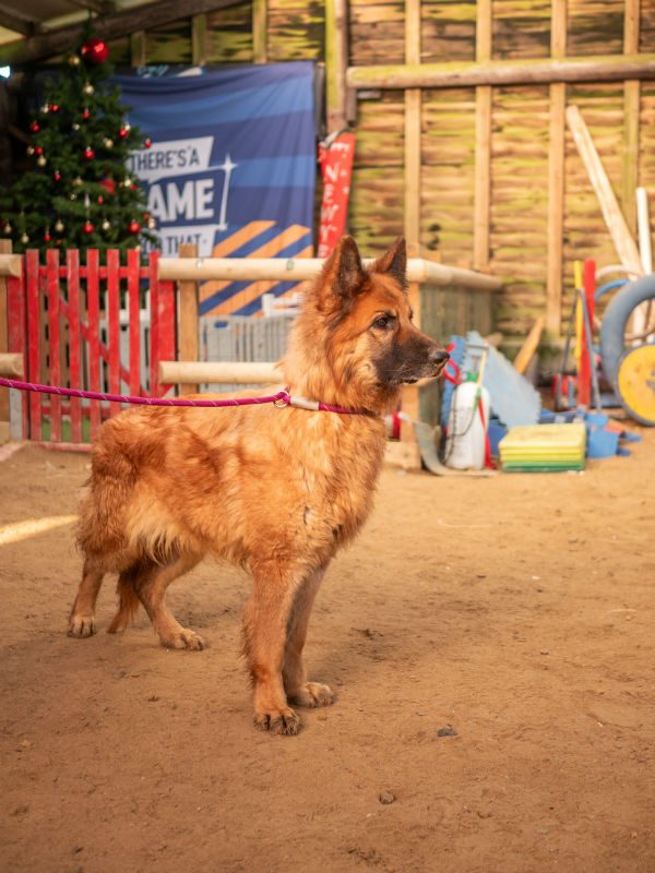 Darcey (2) Darcey (2)