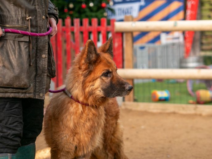 Darcey (3) Darcey (3)