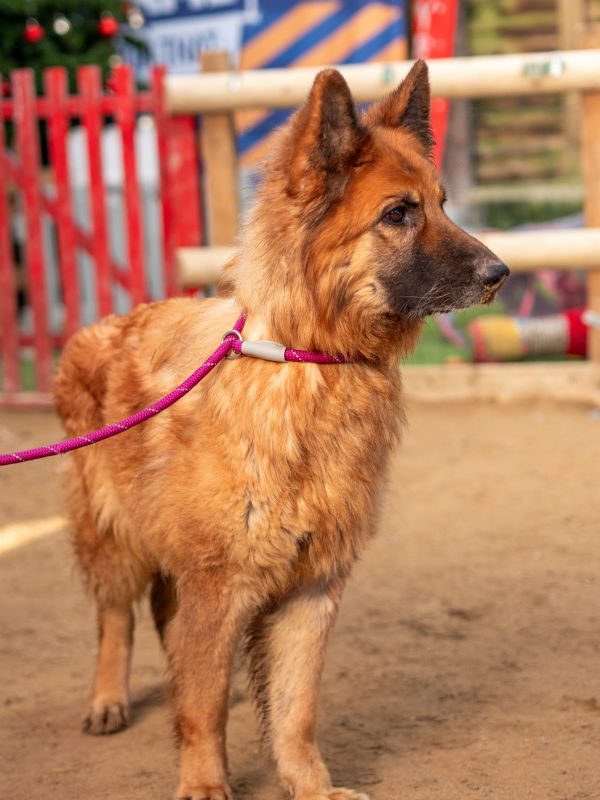 Darcey (4) Darcey (4)