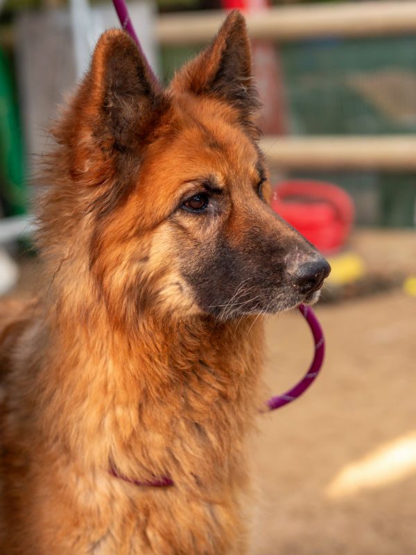 Darcey (6) Darcey (6)