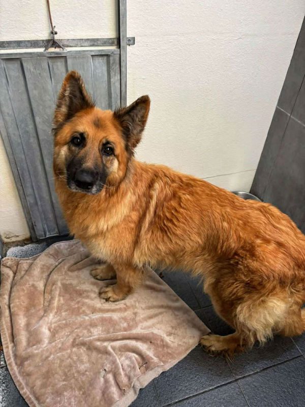 Darcey (7) Darcey (7)