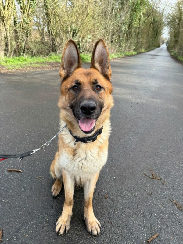 Kaiser (3) Kaiser (3)