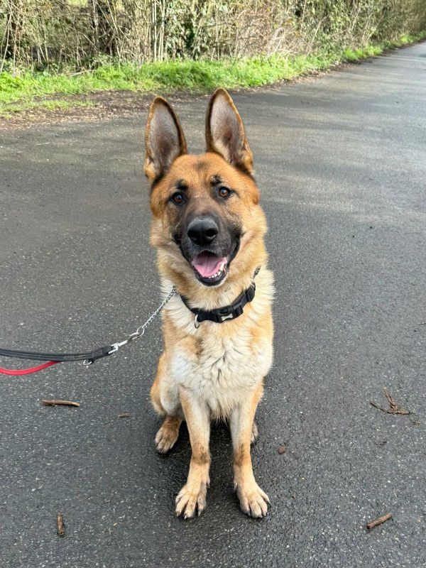 Kaiser (4) Kaiser (4)