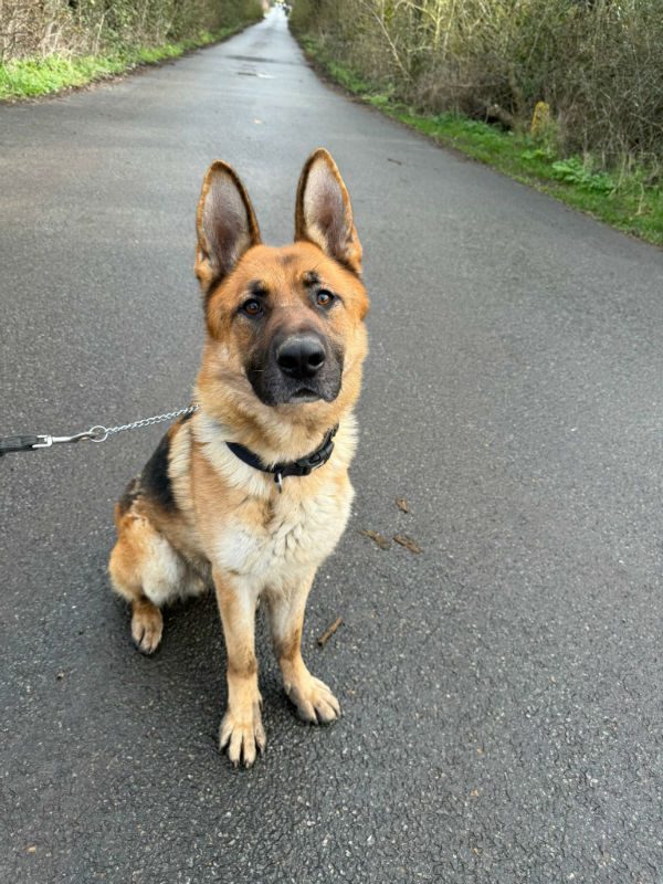 Kaiser (6) Kaiser (6)