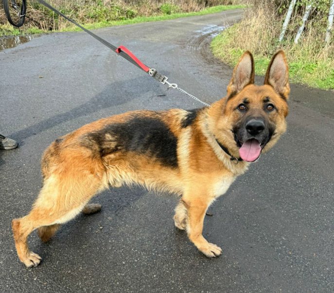 Kaiser (7) Kaiser (7)