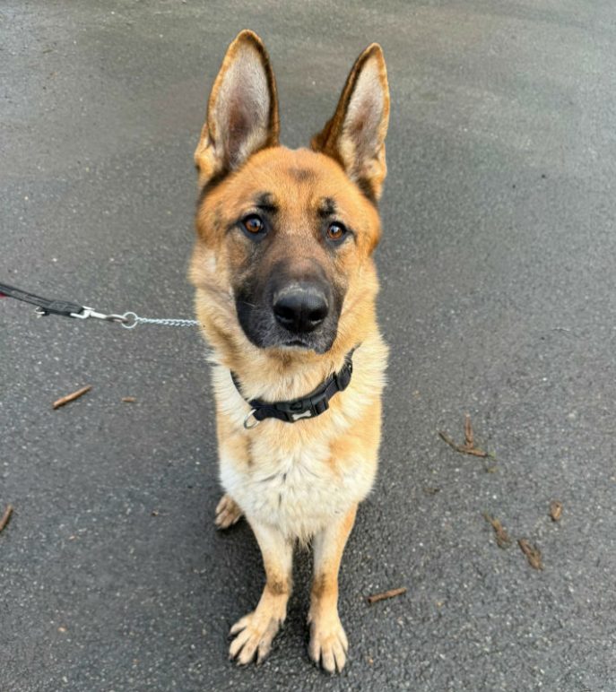 Kaiser (8) Kaiser (8)