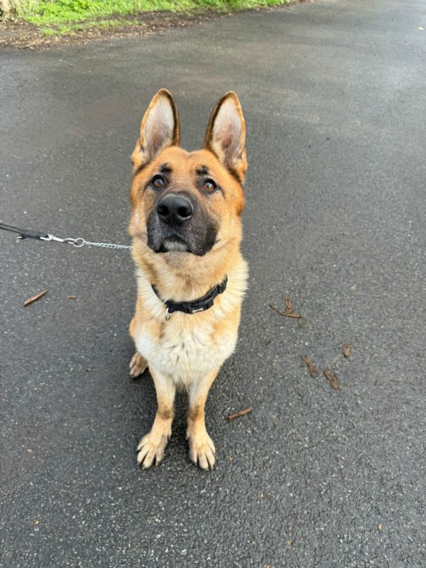 Kaiser (9) Kaiser (9)