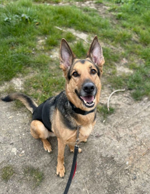 Prince (2) Prince (2)