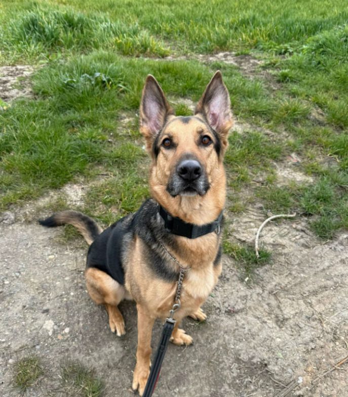 Prince (3) Prince (3)