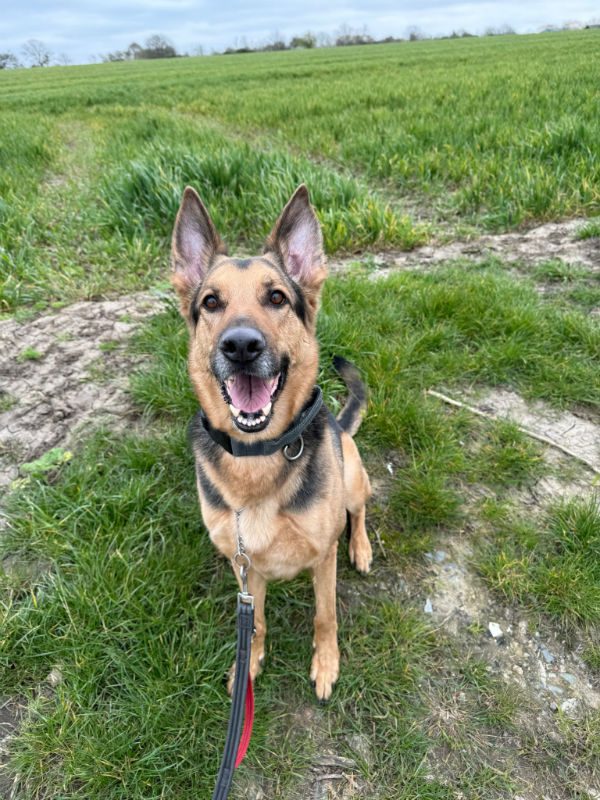 Prince (4) Prince (4)