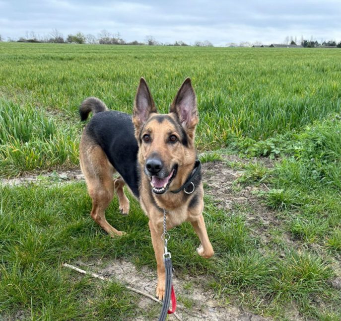 Prince (5) Prince (5)