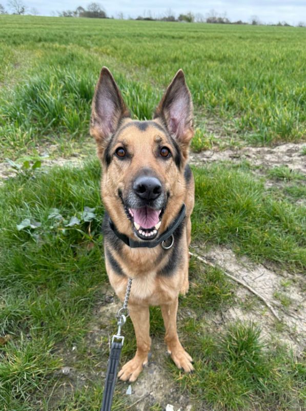 Prince (6) Prince (6)