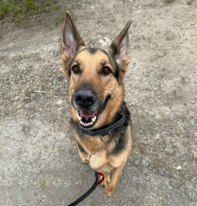 Prince (7) Prince (7)