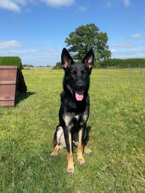 Sparrow (1) Sparrow (1)