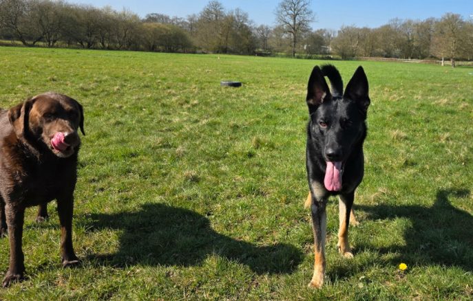 Sparrow (2) Sparrow (2)